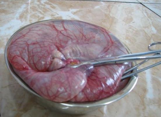 提高卵巢功能都要做什么,提高母牛养殖效益