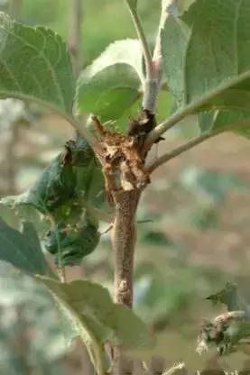 果树清园到底用什么药最好,冬季蜜柚清园管理要点