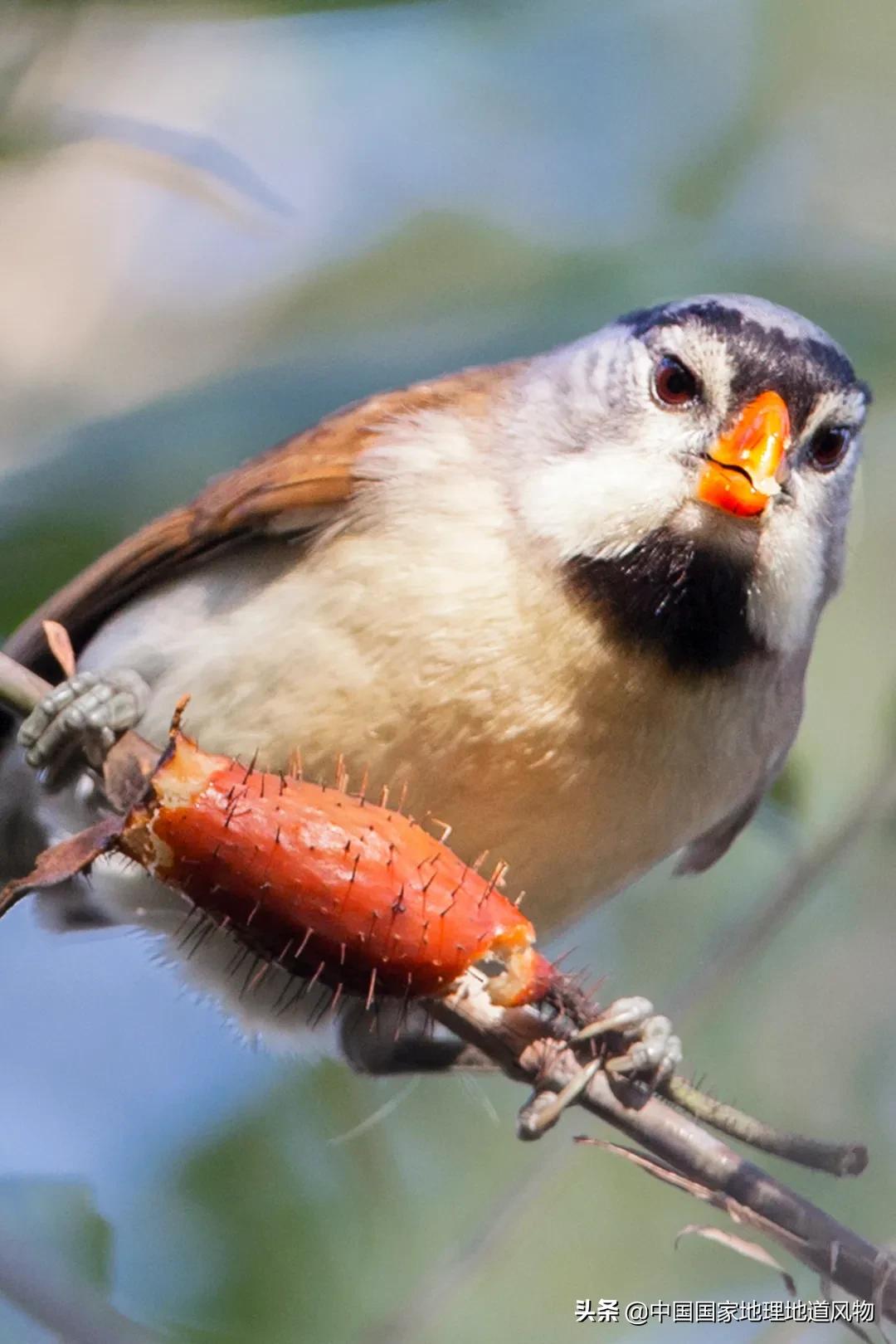 中国五大国家公园,中国十大私藏国家公园