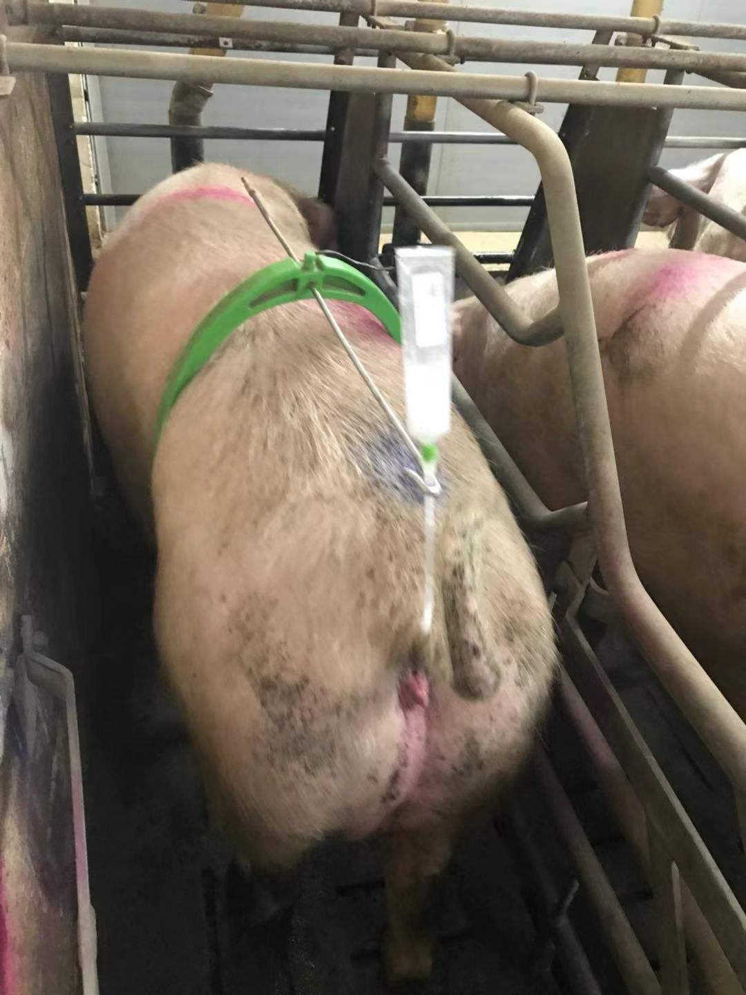 母猪发情不排卵怎么办？母猪不排卵的最好方法，本文为你介绍