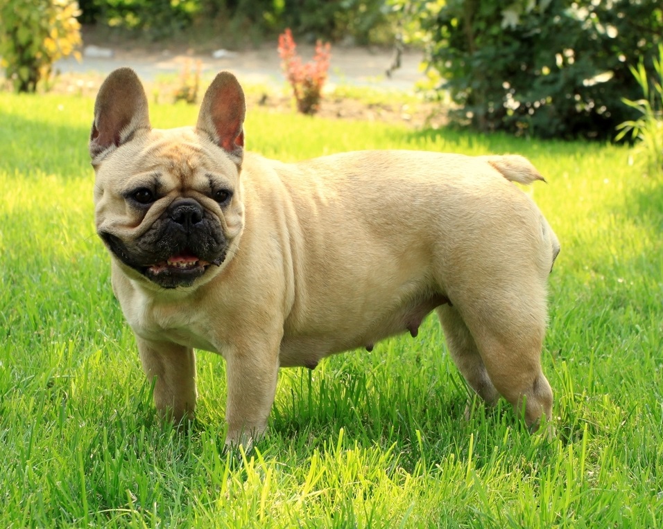 法国斗牛犬性格,法国斗牛犬的性格特征