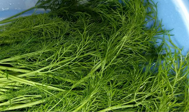 茴香简单又好吃的做法,茴香家常吃法