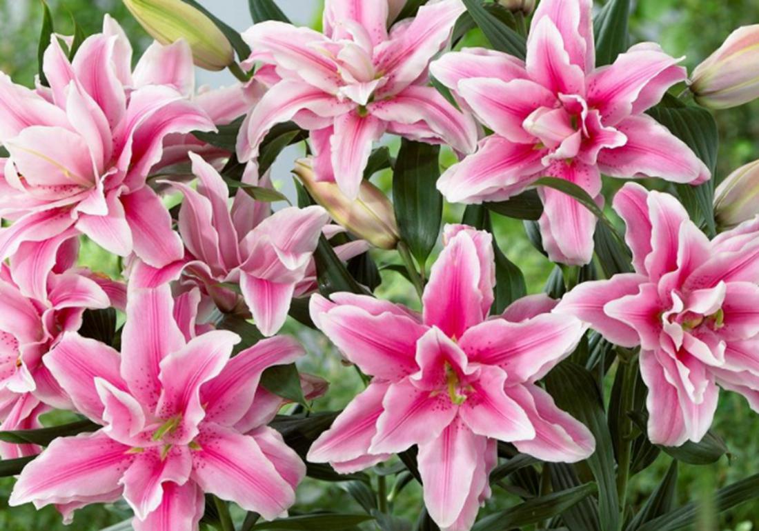 实验室无土栽培百合剥胚,百合种球的无土栽培