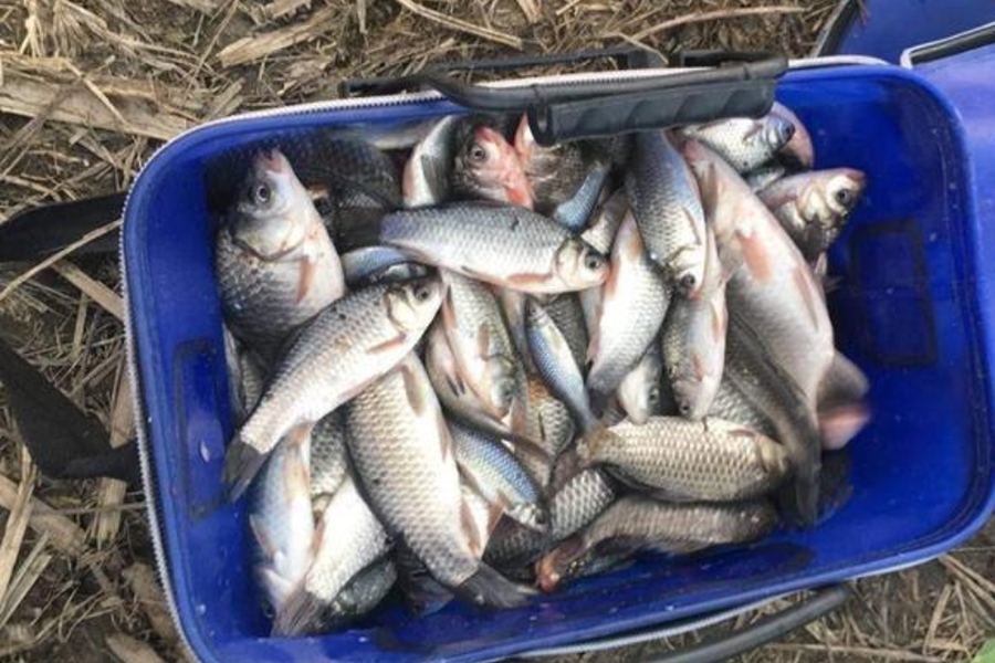 老钓手二十几年的经验总结,30年老钓手教你如何钓典藏鱼