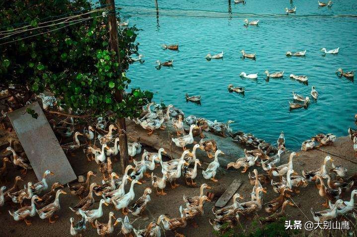 怎样才能养好鸭和鹅,怎样养好鸭子视频