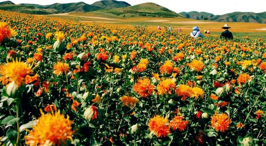 红花是什么样的药材,开红花的植物有哪些