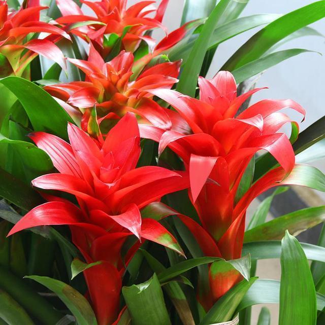 鸿运当头发黑是怎么回事,鸿运当头为什么发白