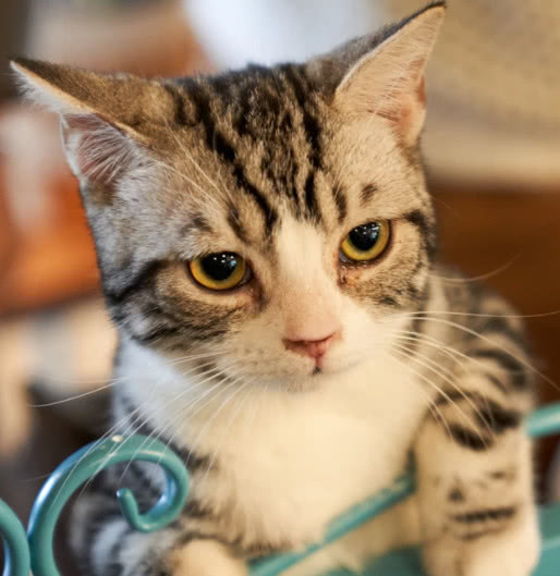 为什么猫咪也总容易吞入异物？发现猫咪吞食异物宠主要如何处理