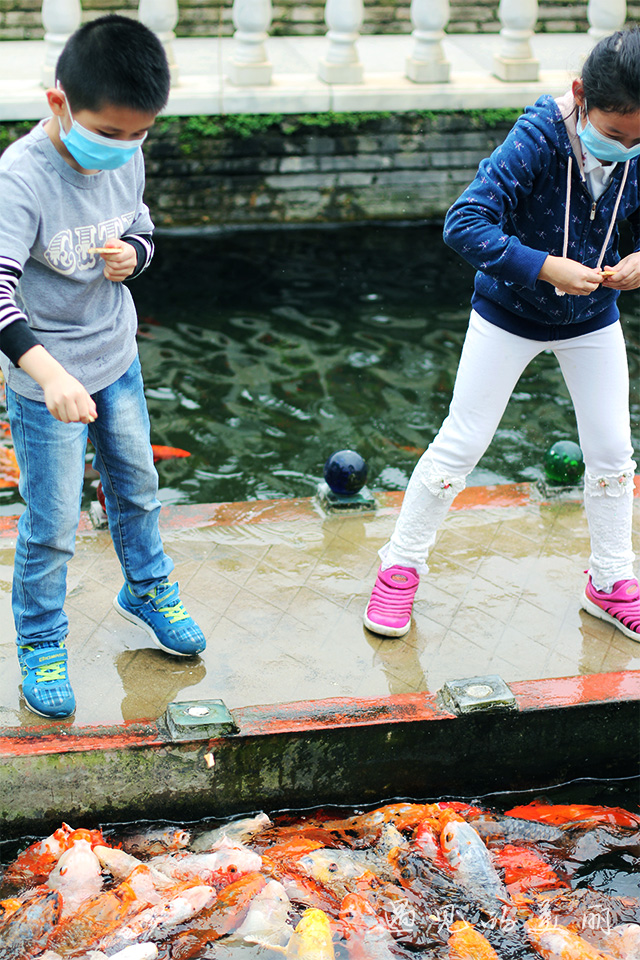 百万葵园有多坑,百万葵园免门票