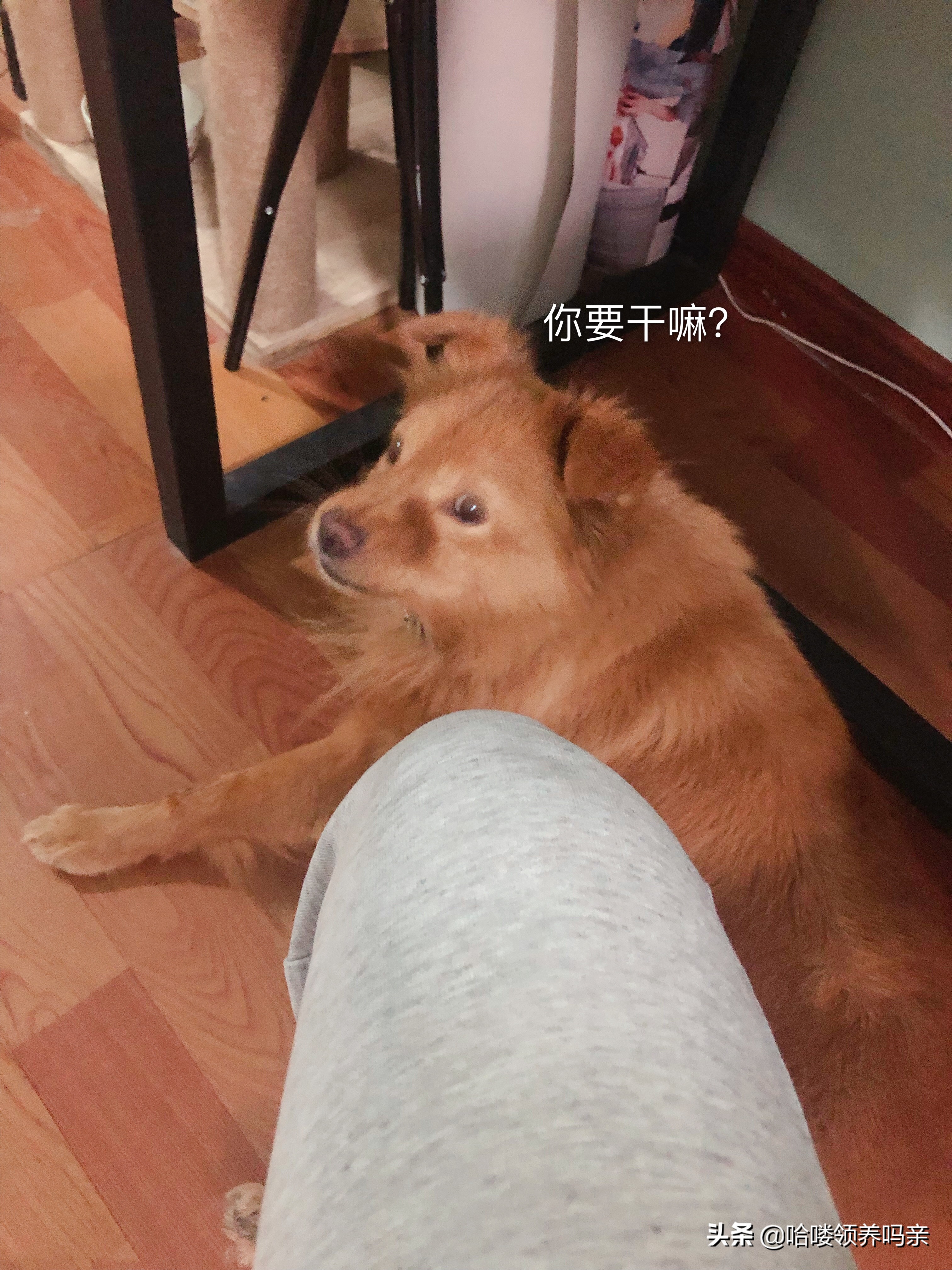 狗狗突然呕吐，背后的真相是什么？发现这几种情况，千万不能忽略