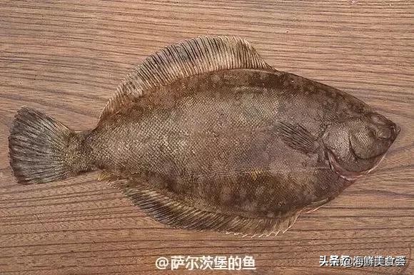 各种寿司纯鲜三文鱼刺身,日本传统寿司都用什么鱼