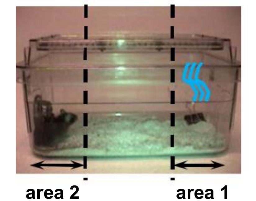 为什么老鼠会怕大象,老鼠会咬猫吗