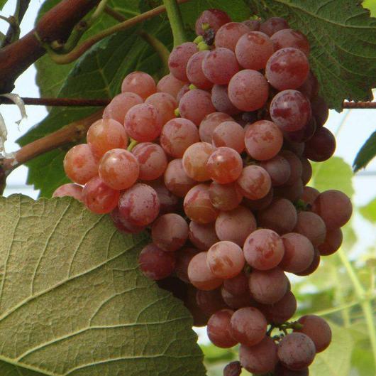 史上最全的酿酒葡萄品种详解,特早熟葡萄新品种介绍