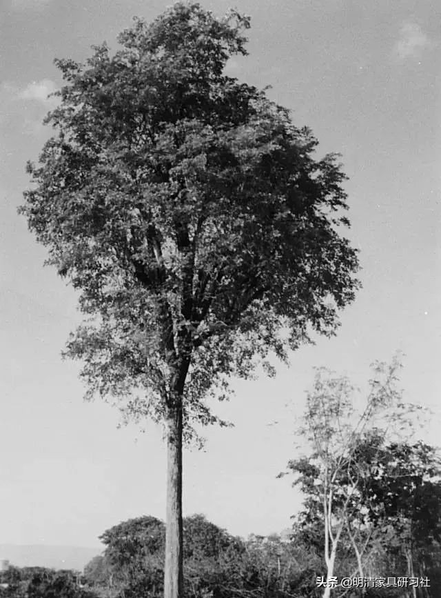 一文读懂沉香,一文读懂瓷器