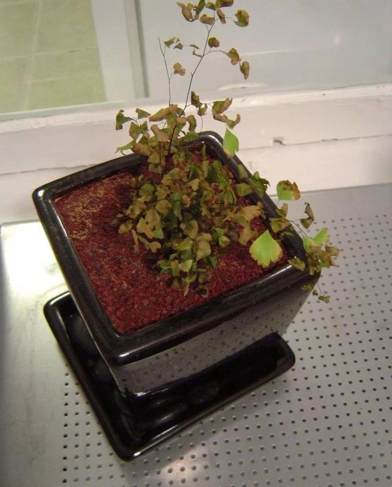 铁线蕨类植物如何繁殖,铁线蕨的养护方法及注意事项