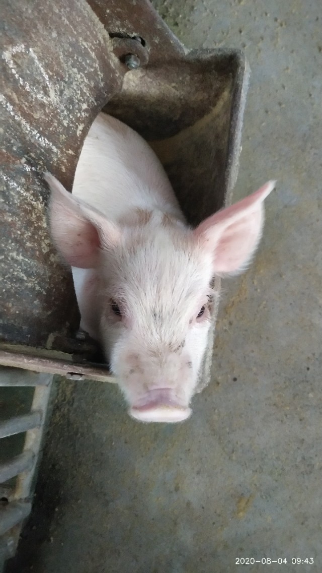 母猪产道有炎症怎么治疗,怀孕母猪有产道炎怎么办