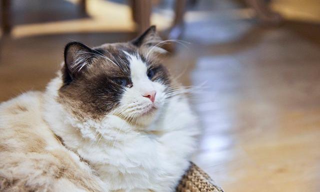 纯种布偶重点色品相,纯种布偶和不纯的区别