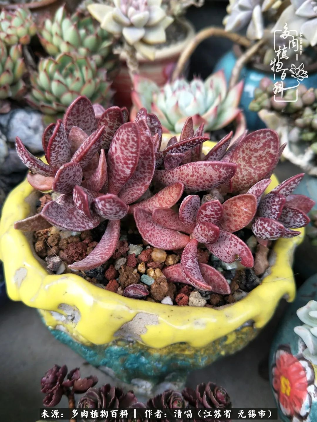 多肉植物百科好看又好养的多肉,喜欢多肉的朋友欢迎光临多肉园艺