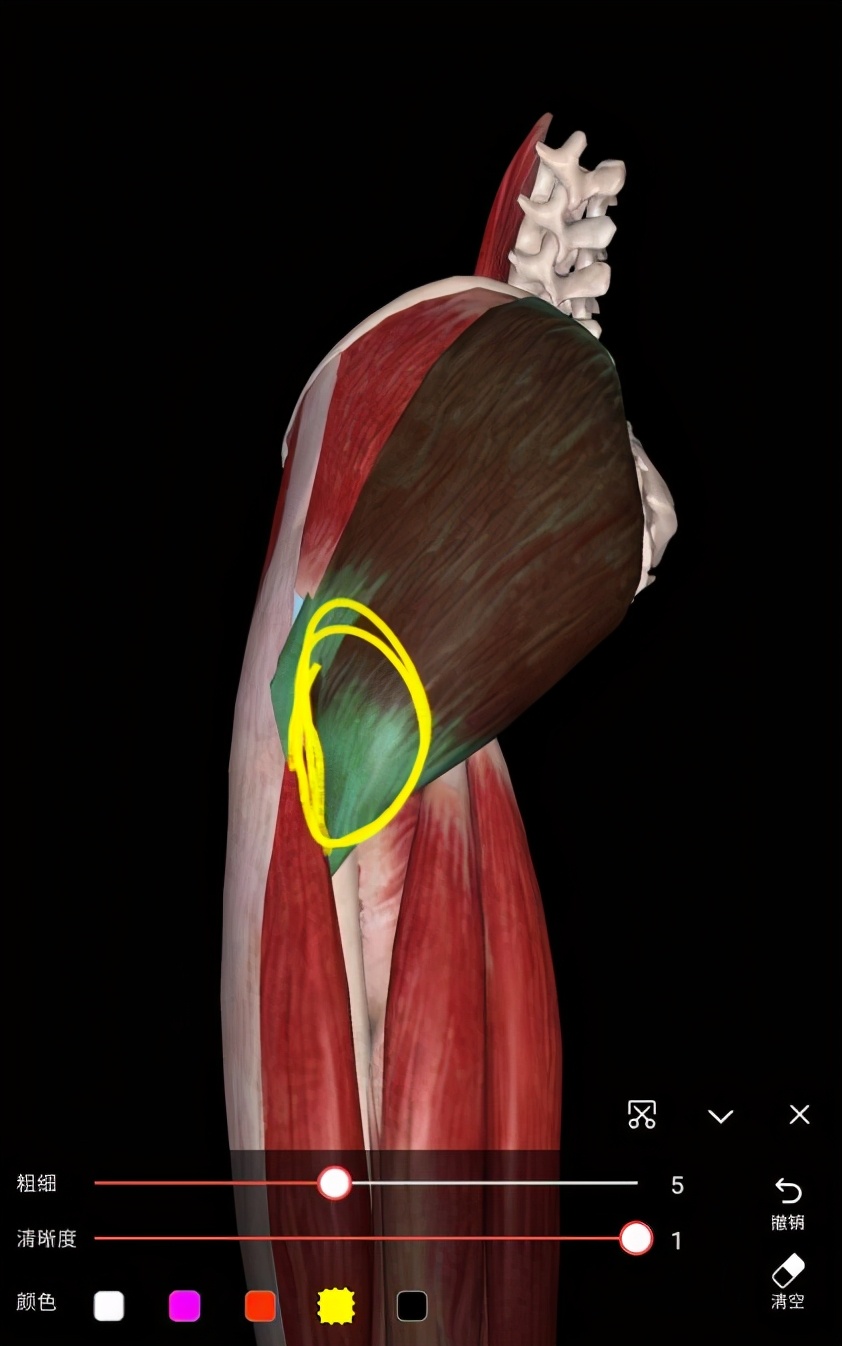 久坐后腰骶骨疼的厉害,久坐之后躺在床上腰骶部痛