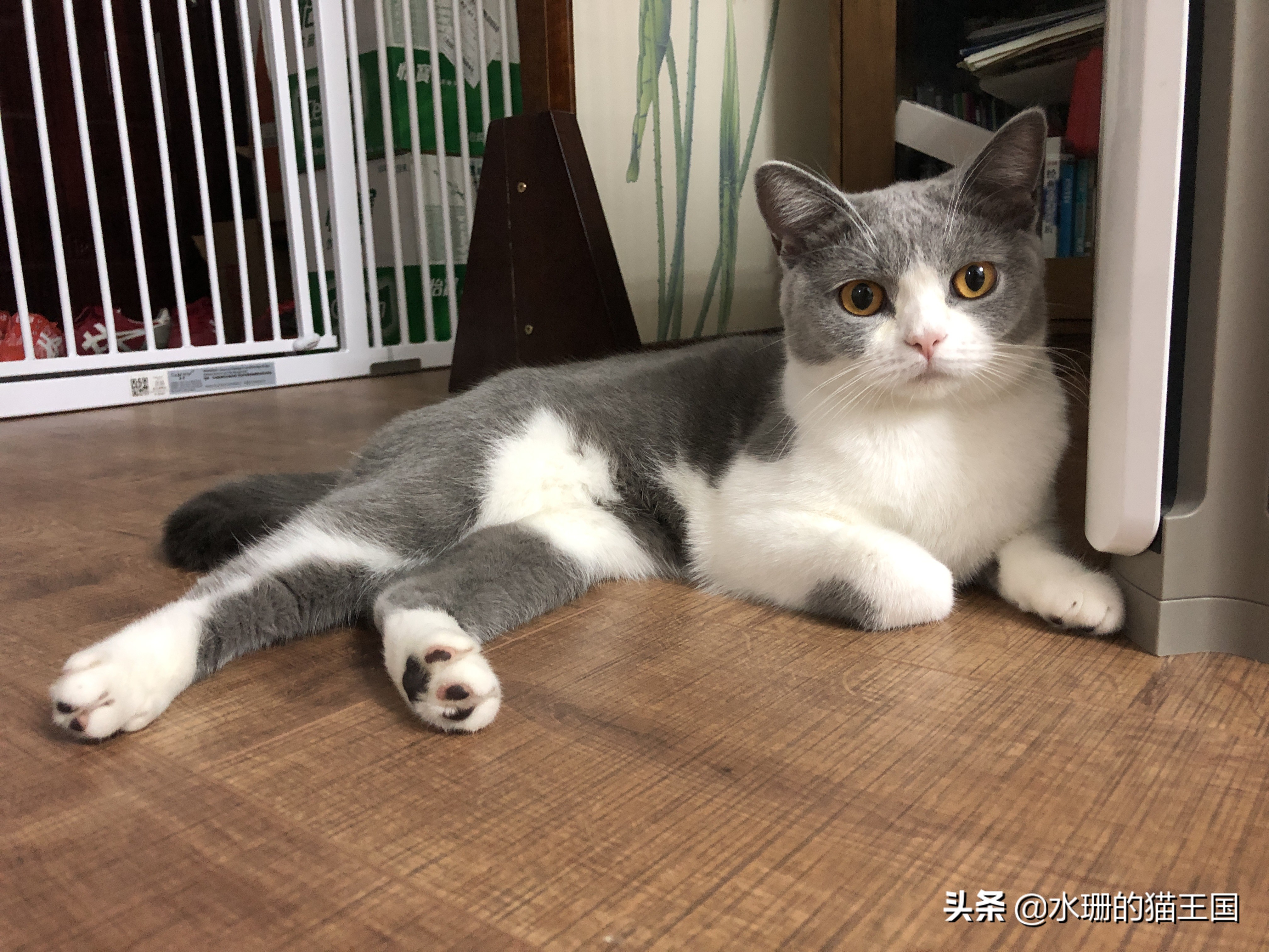 母猫绝育术前术中术后,母猫绝育全过程演示