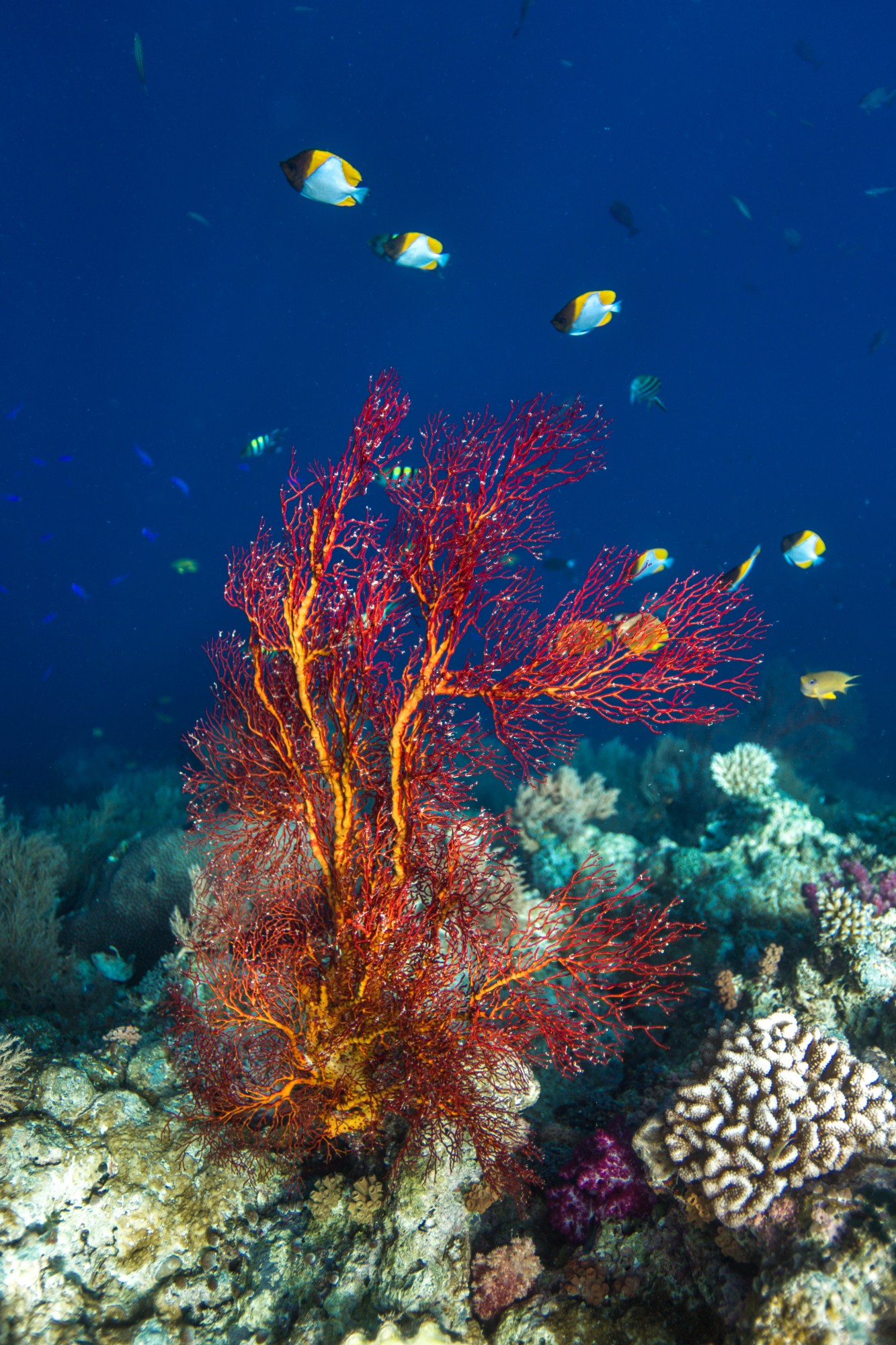 一定是特别的缘分——帕劳,再遇见「周若雪Patty」·上