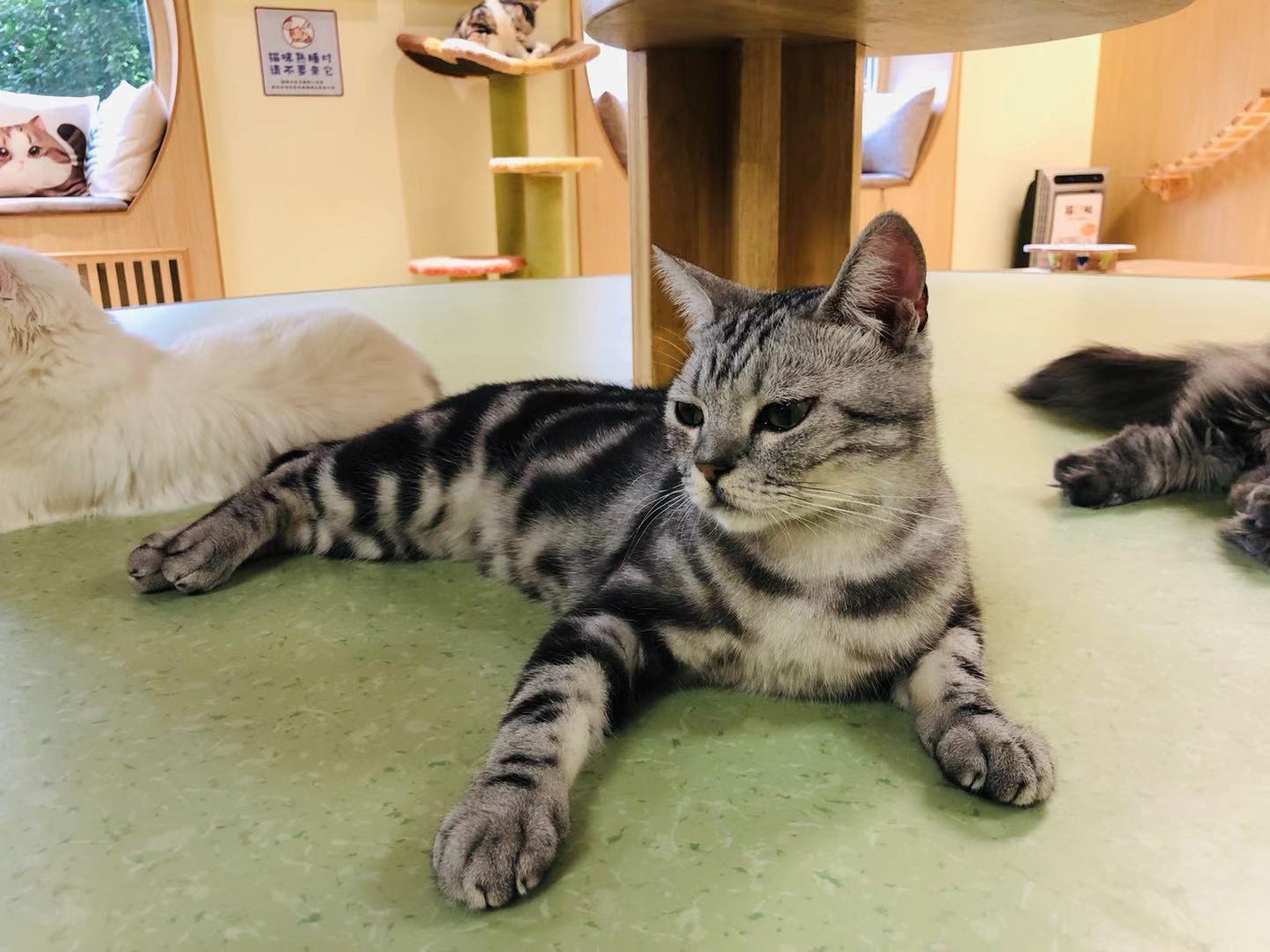 猫咪咖啡馆哪个最好,北京有名的猫咪咖啡馆