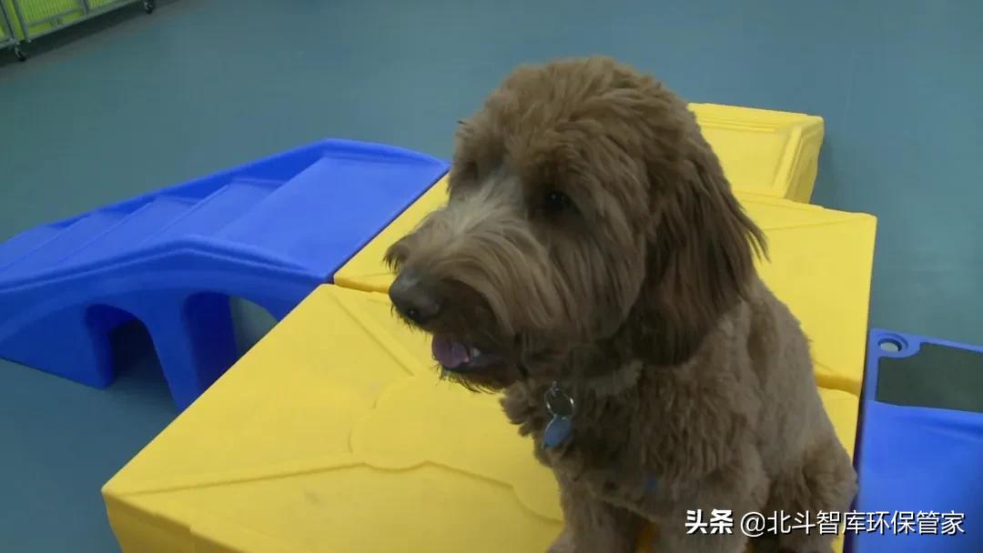 人和狗猫会交叉感染新冠吗,猫和老虎会传染新冠吗