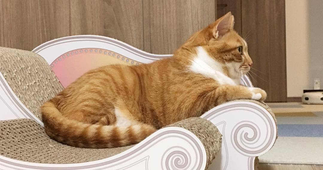 猫咪有三胎毛滴虫,猫咪滴虫拉稀怎么治疗最有效