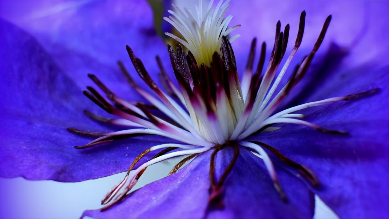 铁线莲怎么养护比较好,铁线莲养护方法及注意事项