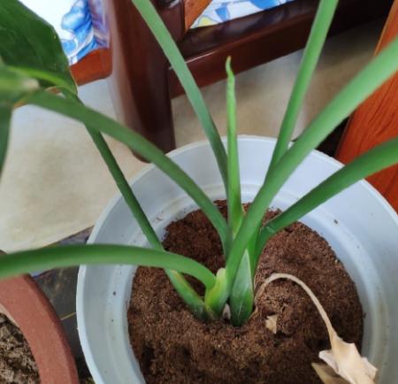 鹤望兰小盆栽怎么养,北方盆栽鹤望兰何时可以换盆