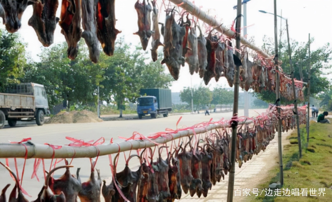 中国哪个地方喜欢吃老鼠肉,广西为什么爱吃老鼠肉