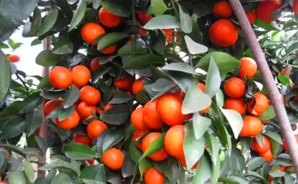 砂糖桔产量暴增，养价糊口还是发价致富