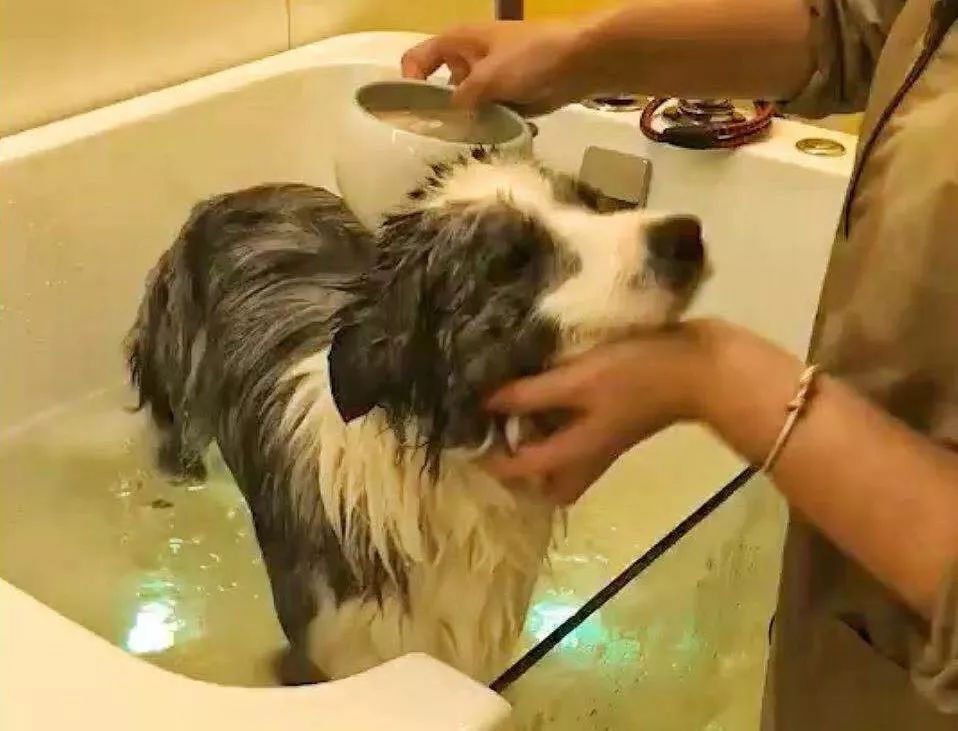 宠物经济市场前景,宠物经济下一个趋势