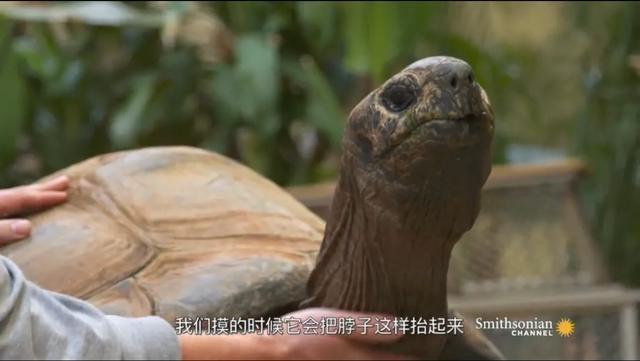 龟怎样才算认可主人,怎么增加和龟的互动性