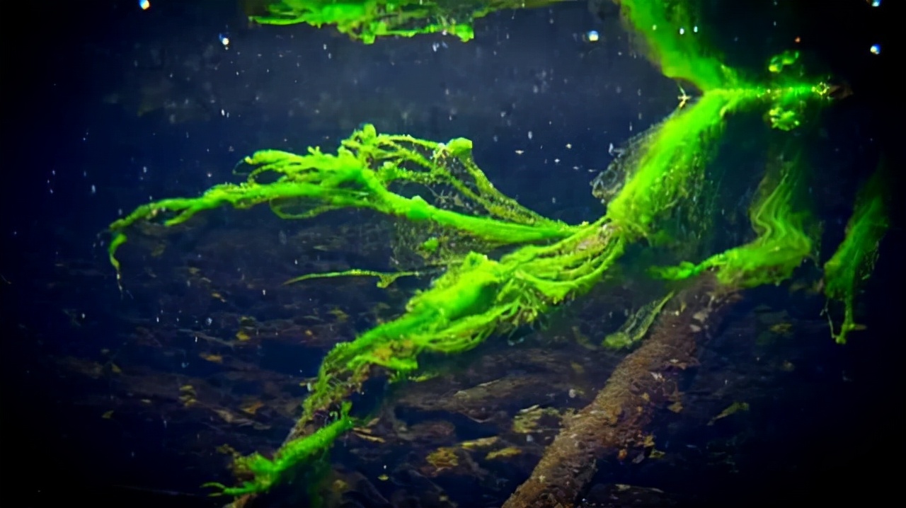 地球上出现最早的藻类,藻类是地球上最早的植物吗