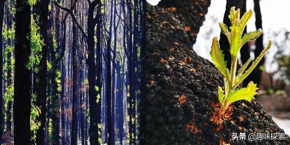 澳大利亚桉树怕火烧吗,火灾后的澳大利亚