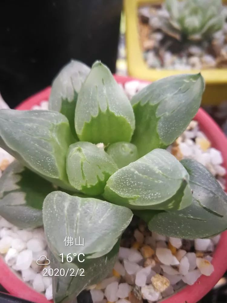 一杯清茶一道暖阳,一杯清茶温暖的时光