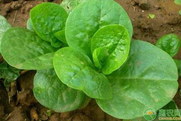 大棚种木耳多少钱一斤,木耳全程种植需要多少钱