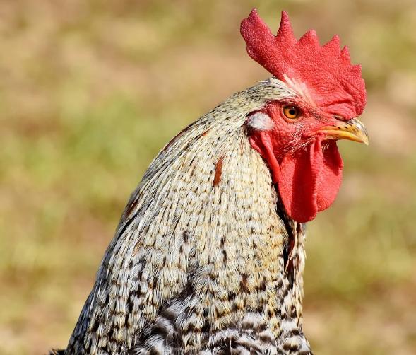 养鸡出现鸡生病了该如何处理,养殖鸡遇到鸡瘟解决方法