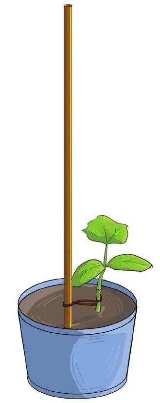 6步在阳台上栽种黄瓜，解开黄瓜生长过程中遇上的栽培难题