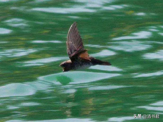雨燕是世界上飞得最快的鸟吗,雨燕是飞得最快的燕子吗