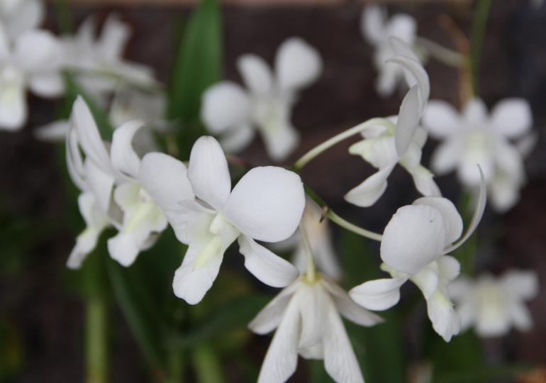 喜马拉雅山上发现的最美的兰花,喜马拉雅山最珍贵的植物