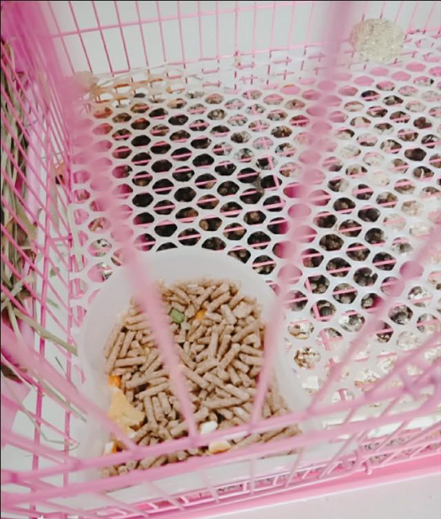 兔子生了宝宝不喂奶怎么办,兔子生了宝宝后怎么照顾