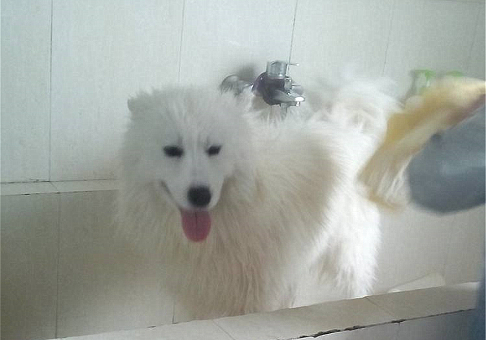 狗子洗澡的正确方法,去宠物店给狗洗澡注意什么