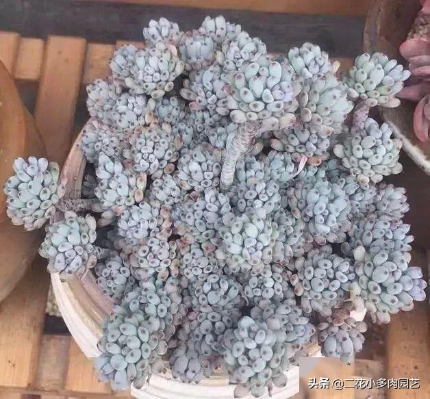 365种·常见花卉图谱，观果和多肉植物收藏篇