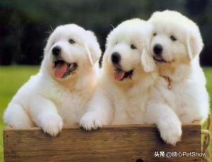 你还为你家狗狗脱毛而烦恼吗？