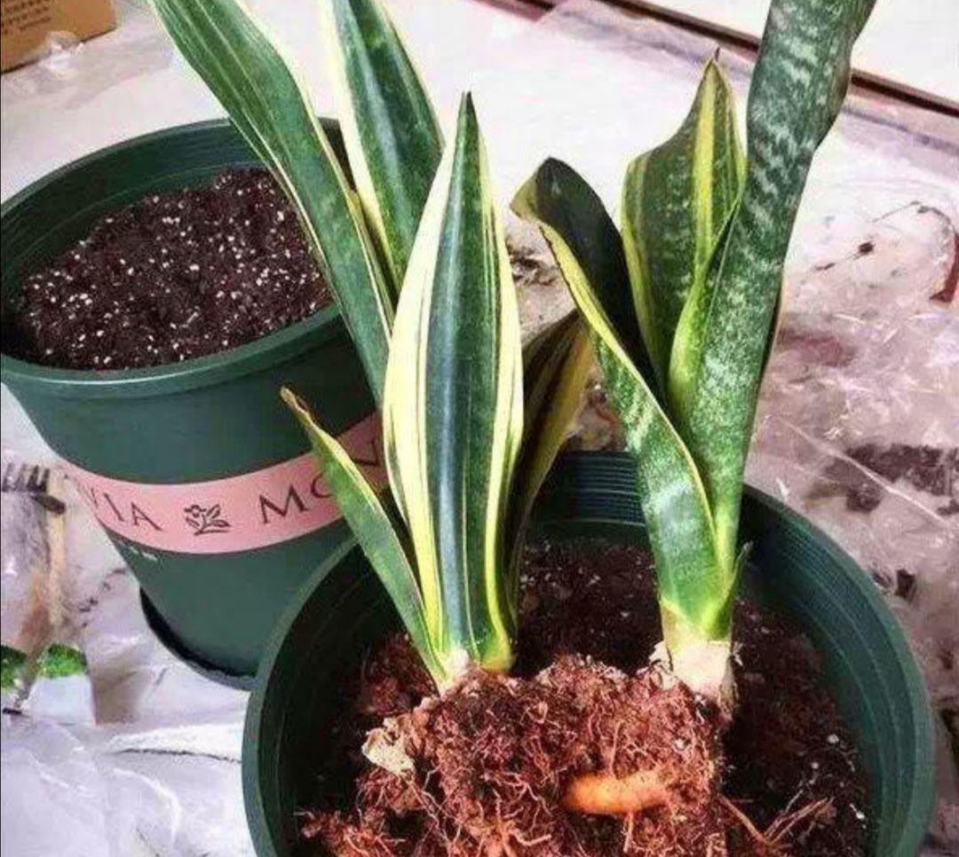 虎皮兰用什么方法养得好,虎皮兰如何养护长得快爆芽多