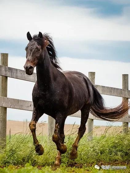 世界最好的十个品种马 (世界上最美丽的10类品种马)