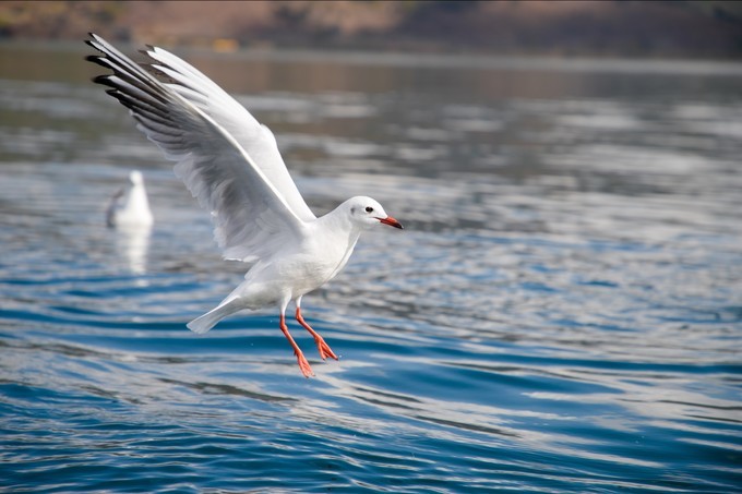 消失的地平线上的“香巴拉”和“女儿国”（二）