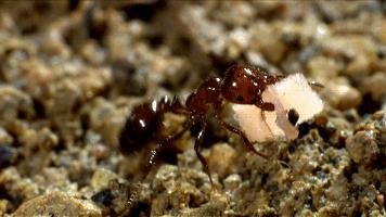 小蚂蚁大战红火蚁,红火蚁席卷12个省份